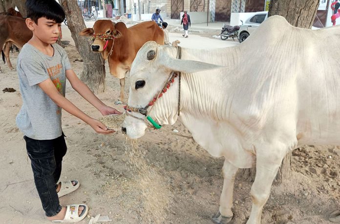 A young boy feeds to displayed sacrificial animals on the roadside stall as Eidul Azha approaching in the city