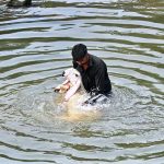 A man bathes his sheep in the water of the Korang Nallah to protect it from the scorching heat in the federal capital