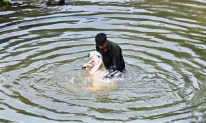 A man bathes his sheep in the water of the Korang Nallah to protect it from the scorching heat in the federal capital