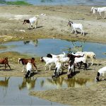 A herd of goats quenches their thirst at a water pond near the Indus River