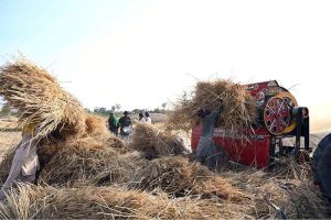 Farmers engage in wheat threshing under the early summer sun in the central Punjab