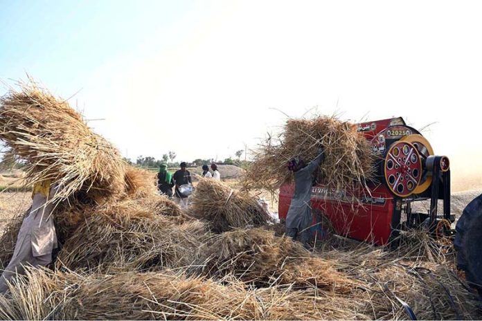 Farmers engage in wheat threshing under the early summer sun in the central Punjab