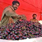 A vendor arranging and displaying seasonal fruit ‘cherry’ on his cart to attract the customers at roadside near Khanna Pul area