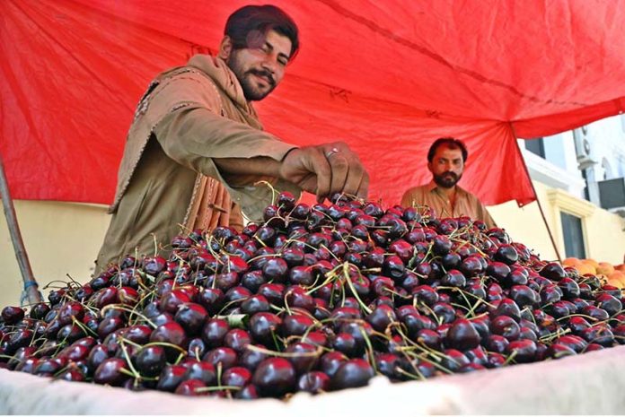 A vendor arranging and displaying seasonal fruit ‘cherry’ on his cart to attract the customers at roadside near Khanna Pul area