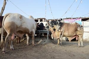 A vendor displaying sacrificial animals to attract the customer at Latifabad area.