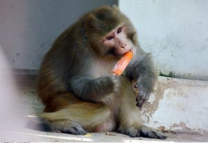 A monkey enjoys an ice cream in its zoo cage, drawing smiles from visitors as the temperature rises in the city