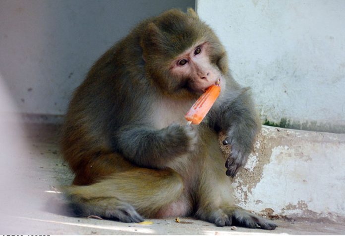 A monkey enjoys an ice cream in its zoo cage, drawing smiles from visitors as the temperature rises in the city