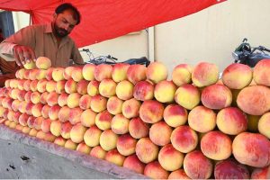 A vendor arranging and displaying seasonal fruit ‘cherry’ on his cart to attract the customers at roadside near Khanna Pul area