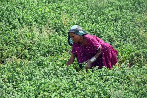 A farmer woman busy cutting spinach for transport to the vegetable market from her field near the bypass.