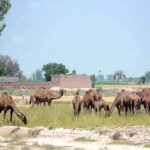A shepherd leads his herd of camels to the field for grazing