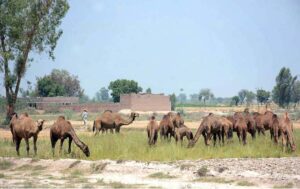 A shepherd leads his herd of camels to the field for grazing