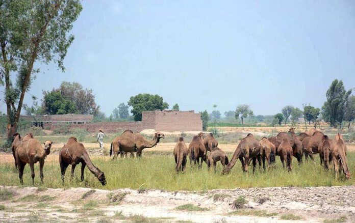 A shepherd leads his herd of camels to the field for grazing