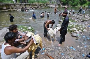 Vendors busy in bathing and cleaning sheep in Rawal Lake spillway water during hot weather in Federal Capital.