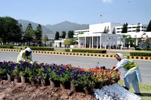 CDA gardeners are busy arranging flower pots to enhance the beauty of the Federal Capital in front of the Parliament House