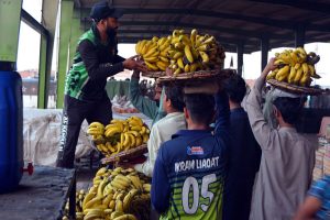 A vendor selling ripe bananas from his cart on roadside in the provincial capital