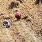 A farming family harvests wheat on the outskirts of the federal capital as the harvest season reaches its peak across the country