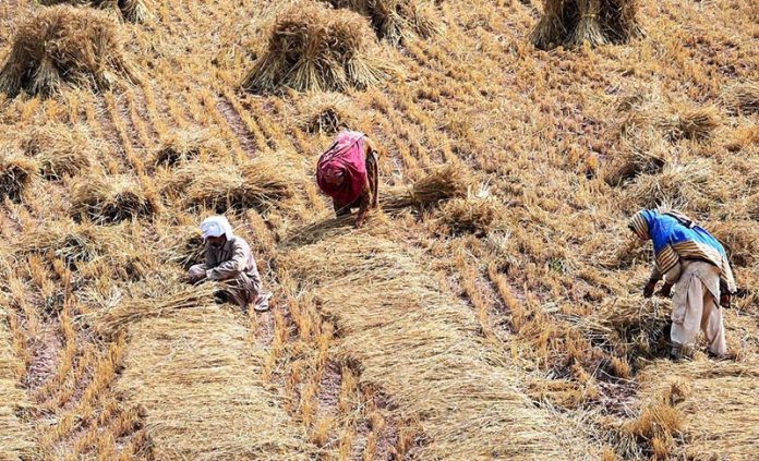 A farming family harvests wheat on the outskirts of the federal capital as the harvest season reaches its peak across the country