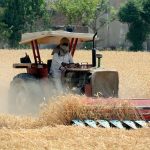 A farmer busy harvesting wheat crop with a reaper machine at his field
