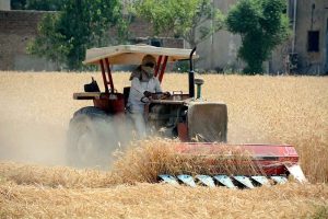 A farmer busy harvesting wheat crop with a reaper machine at his field