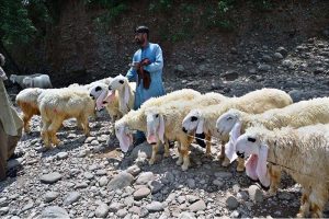 Vendors busy in bathing and cleaning sheep in Rawal Lake spillway water during hot weather in Federal Capital.