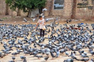 A young child feeding a flock of pigeons at the roadside, creating a heartwarming scene.