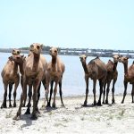 A herd of camels return after drinking water from the Indus River in the scorching heat