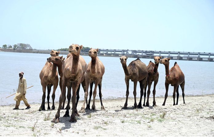 A herd of camels return after drinking water from the Indus River in the scorching heat