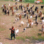 A shepherd leads herd of goats after grazing from field