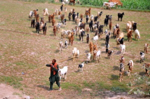 A shepherd leads herd of goats after grazing from field