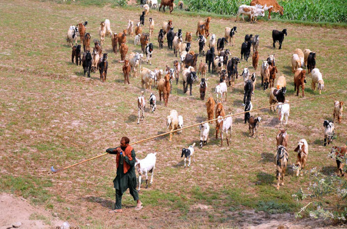 A shepherd leads herd of goats after grazing from field