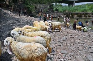 Vendors busy in bathing and cleaning sheep in Rawal Lake spillway water during hot weather in Federal Capital.