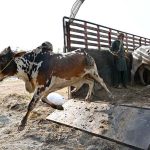Vendors unloading sacrificial animals from vehicle at Sargodha Cattle Market in connection with upcoming Eidul Azha