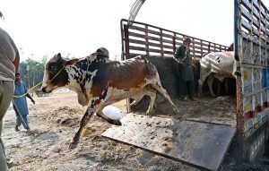 Vendors unloading sacrificial animals from vehicle at Sargodha Cattle Market in connection with upcoming Eidul Azha
