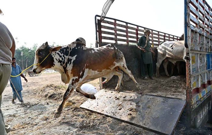 Vendors unloading sacrificial animals from vehicle at Sargodha Cattle Market in connection with upcoming Eidul Azha