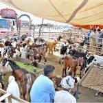 A vendor displays sacrificial animals and waits for customers at a temporary cattle market ahead of Eid-ul-Adha