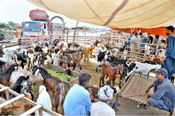 A vendor displays sacrificial animals and waits for customers at a temporary cattle market ahead of Eid-ul-Adha
