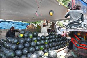 Vendors busy unloading the watermelons from truck at his roadside setup in Federal Capital.