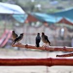 Myna birds sit and search for water to quench their thirst amid the scorching heat in the city