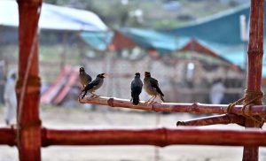 Myna birds sit and search for water to quench their thirst amid the scorching heat in the city