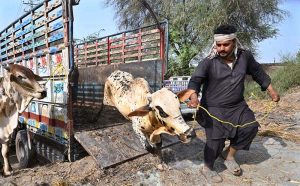 Vendors unloading sacrificial animals from vehicle at Sargodha Cattle Market in connection with upcoming Eidul Azha