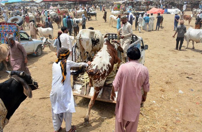 Vendors load sacrificial animals onto a delivery vehicle after selling at the animal market ahead of Eid ul Azha