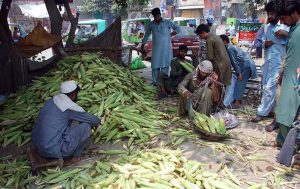 A street wholesaler weighs corn for a customer near Lahori Gate