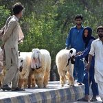 Vendors display sacrificial animals at the roadside to attract customers ahead of Eid-ul-Azha