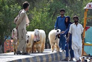 Vendors display sacrificial animals at the roadside to attract customers ahead of Eid-ul-Azha
