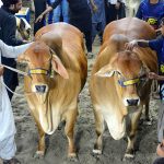 A vendor displays beautiful sacrificial animals at a cattle market to attract customers ahead of the upcoming Eidul Azha celebrations