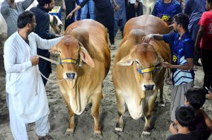 A vendor displays beautiful sacrificial animals at a cattle market to attract customers ahead of the upcoming Eidul Azha celebrations