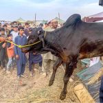 Livestock vendors unload sacrificial animals from a delivery truck at Bhatta Chowk market, as the cattle market gears up for the upcoming Eid al-Adha celebrations