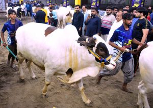 A vendor displays beautiful sacrificial animals at a cattle market to attract customers ahead of the upcoming Eidul Azha celebrations