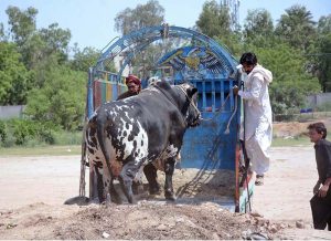 Vendors unloading sacrificial animals from vehicle at Animal Market in connection with upcoming Eidul Azha