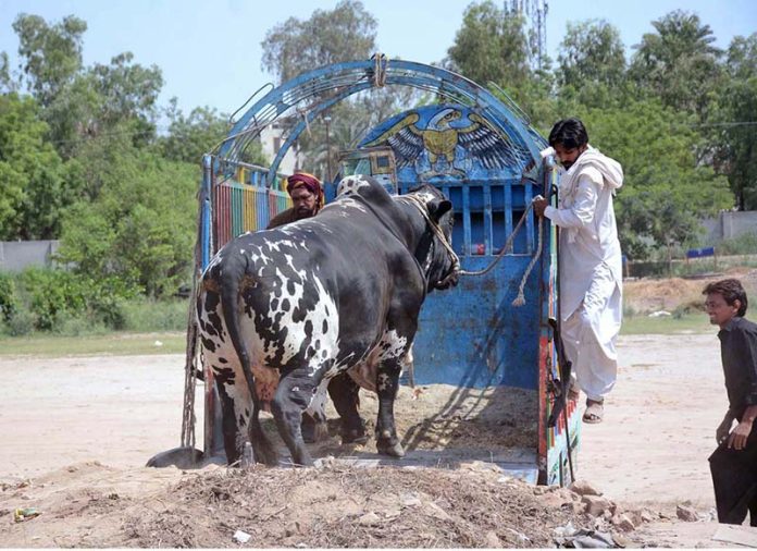 Vendors unloading sacrificial animals from vehicle at Animal Market in connection with upcoming Eidul Azha
